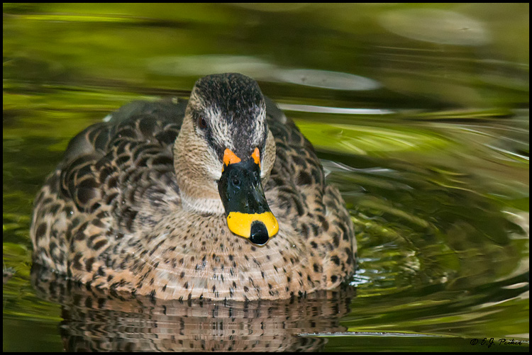 Spot-billed Duck (c), West Palm Beach, FL