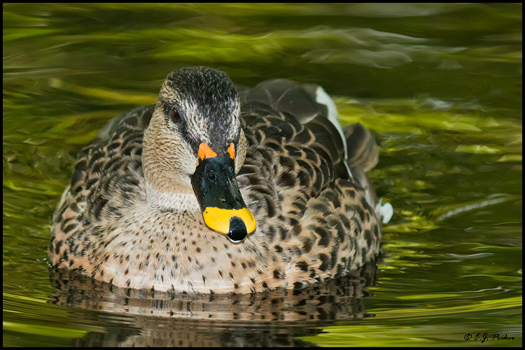 Spot-billed Duck (c), West Palm Beach, FL