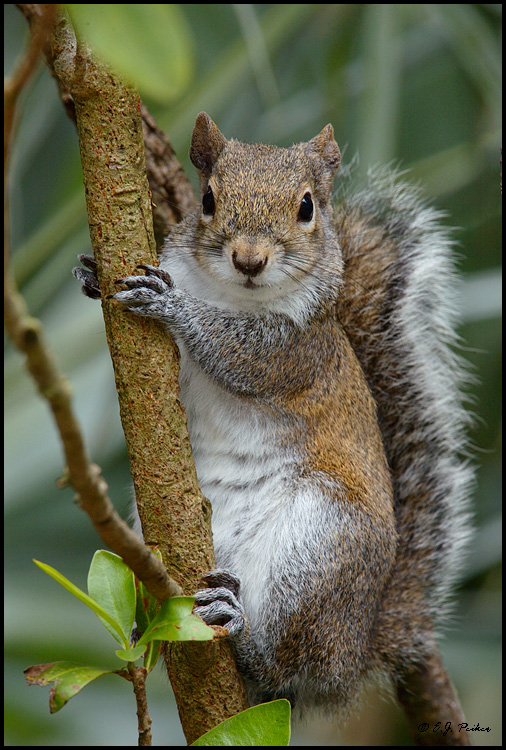 Gray Squirrel, Boca Raton, FL