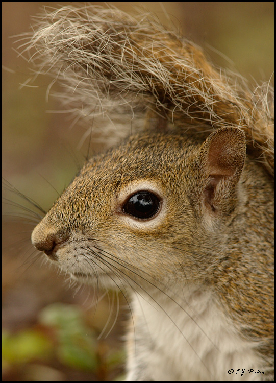 Gray Squirrel, Oscar Scherrer SP, FL