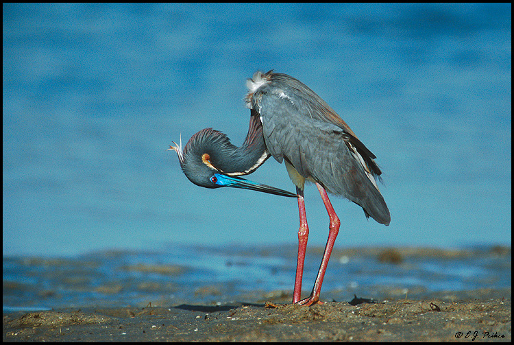 Tri-colored Heron, Ft. Myers Beach, FL