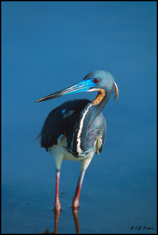 Tri-colored Heron, Ft. Myers Beach, FL