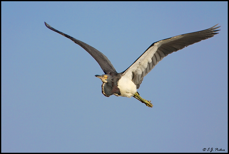 Tri-colored Heron, Merritt Island NWR, FL: