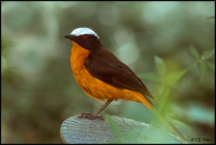 White-crowned Robin Chat