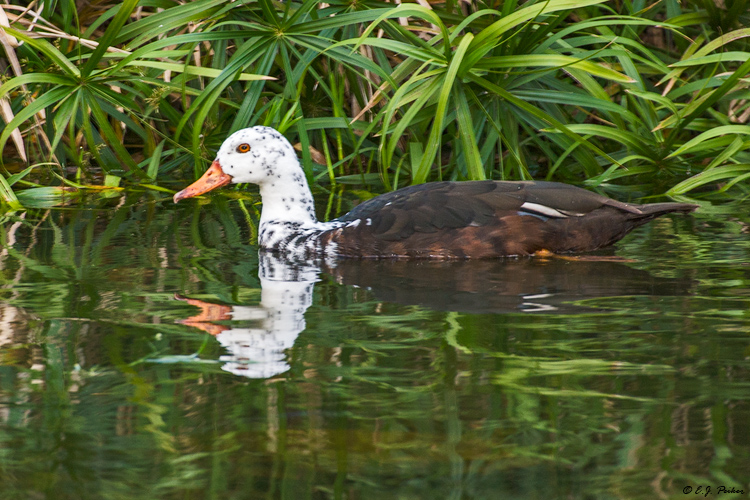 White-winged Wood Duck, Miami, FL