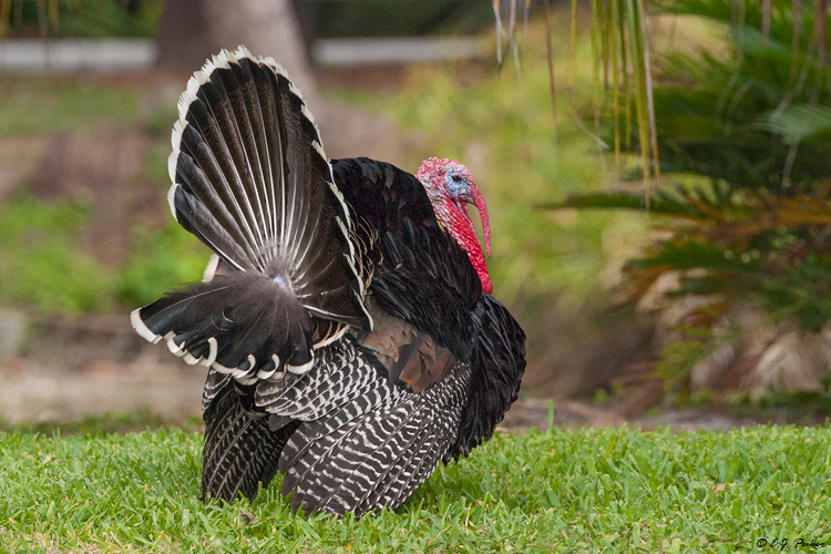Wild Turkey, Key Biscayne, FL