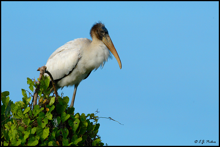 Wood Stork, St. Augustine, FL