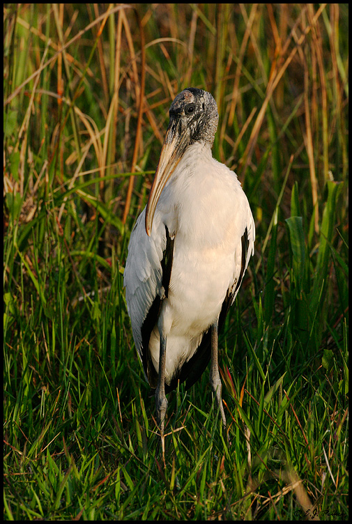 Wood Stork, Everglades NP, FL