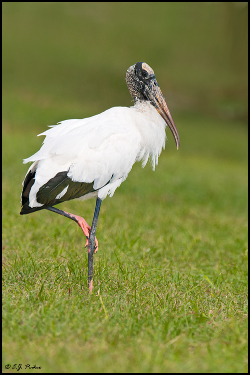 Wood Stork, Melbourne, FL