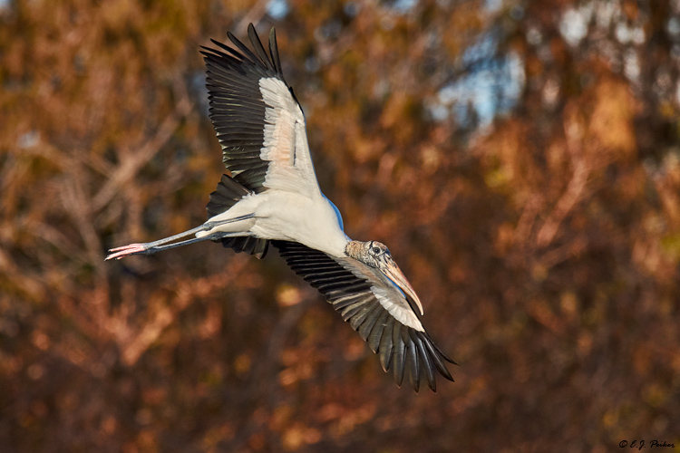 Wood Stork, Jacksonville, FL