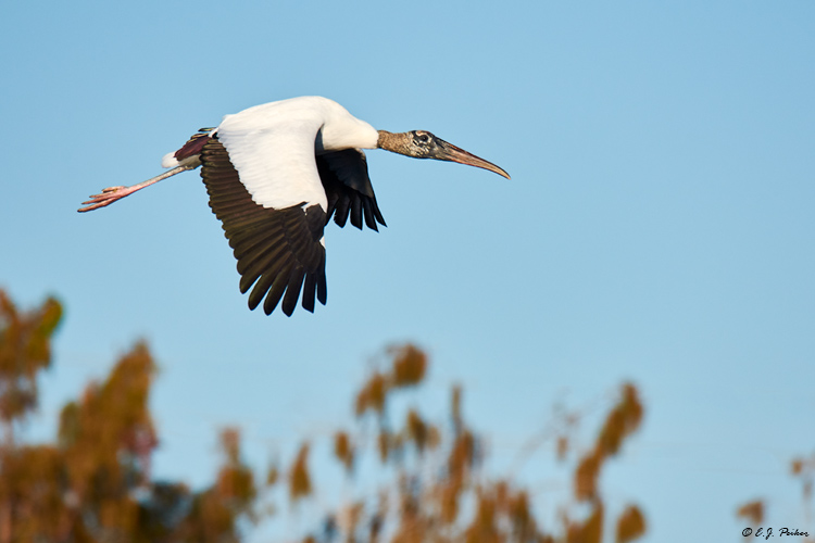 Wood Stork, Jacksonville, FL