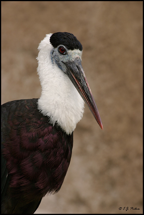 Woolly-necked Stork, Everglades NP, FL