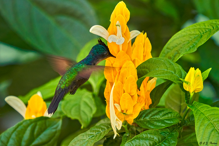 Antillean Crested Hummingbird, Grenada