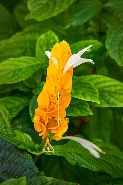Golden Shrimp Flower, Grenada