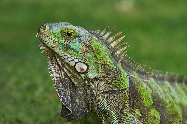 Green Iguana, Grenada