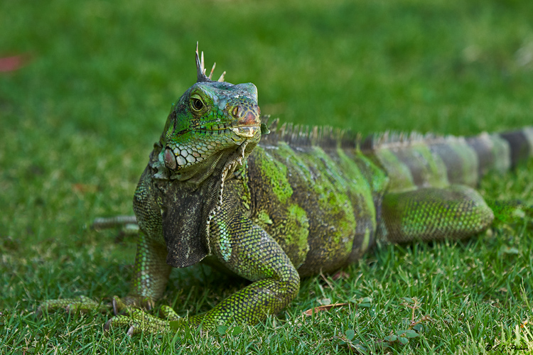 Green Iguana, Grenada