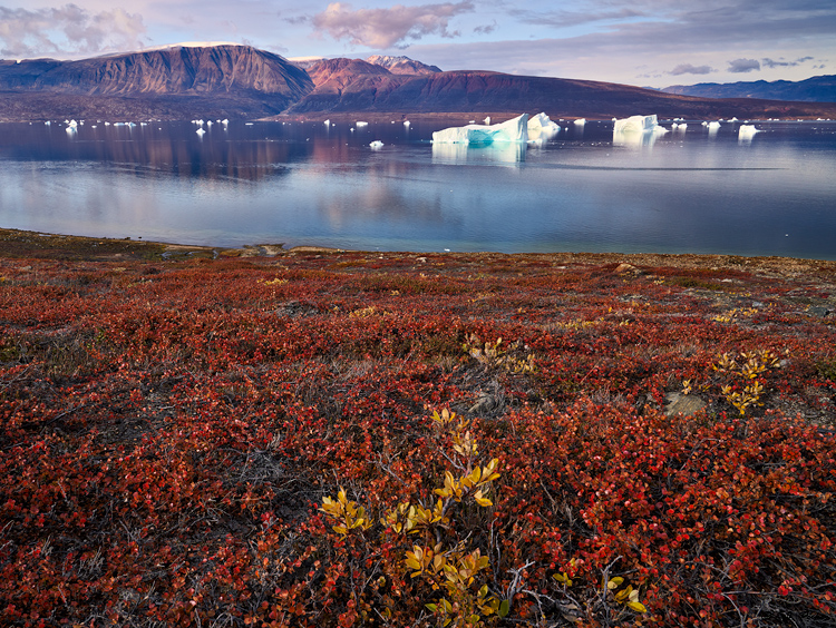 Harefjord, Greenland