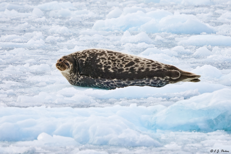 Ringed Seal, Greenland