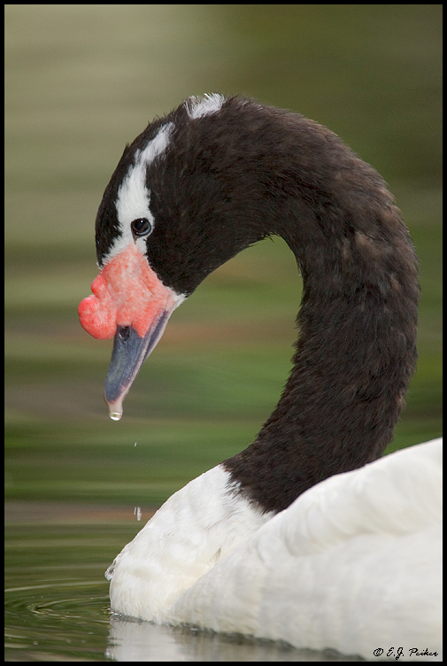 Black-necked Swan, Lihue, Kauai, HI