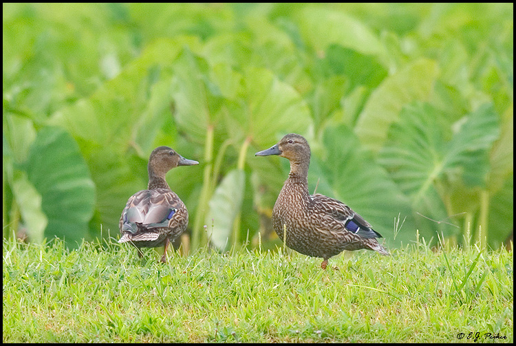 Hawaiian Duck (Koloa), Hanalei, Kauai, HI