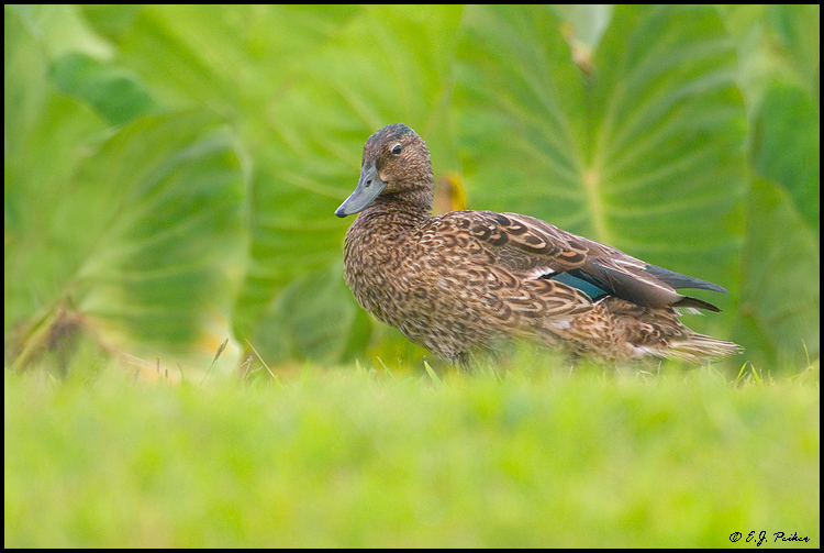 Hawaiian Duck (Koloa), Hanalei, Kauai, HI