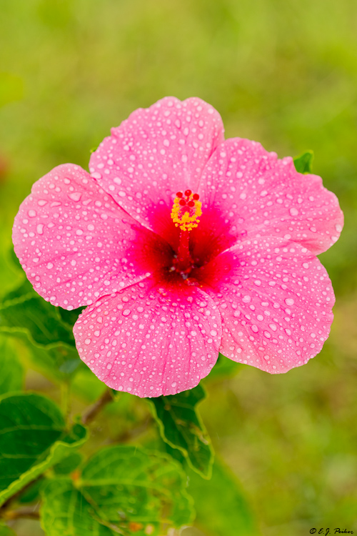Hibiscus, Hawaii
