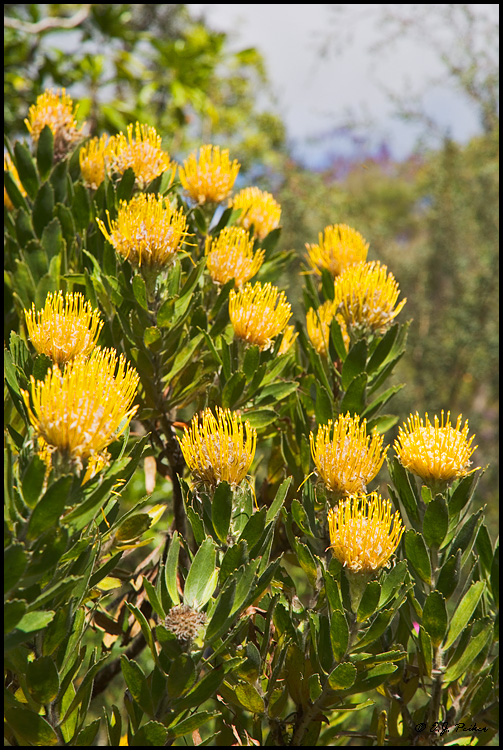 Pincushion Protea, Kula, Maui, HI