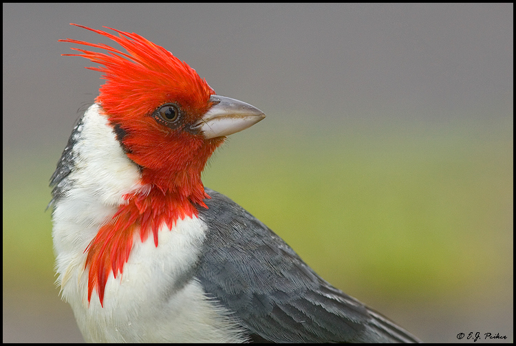 Red-crested Cardinal, Kokee SP, Kauai, HI