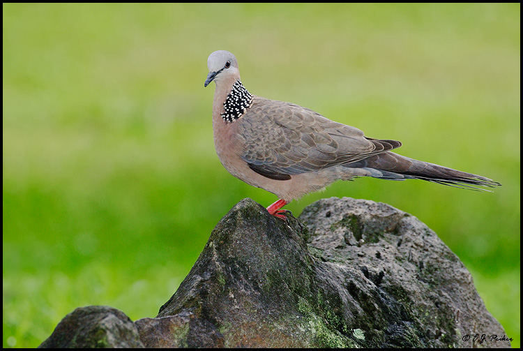 Spotted Dove, Lihue, HI