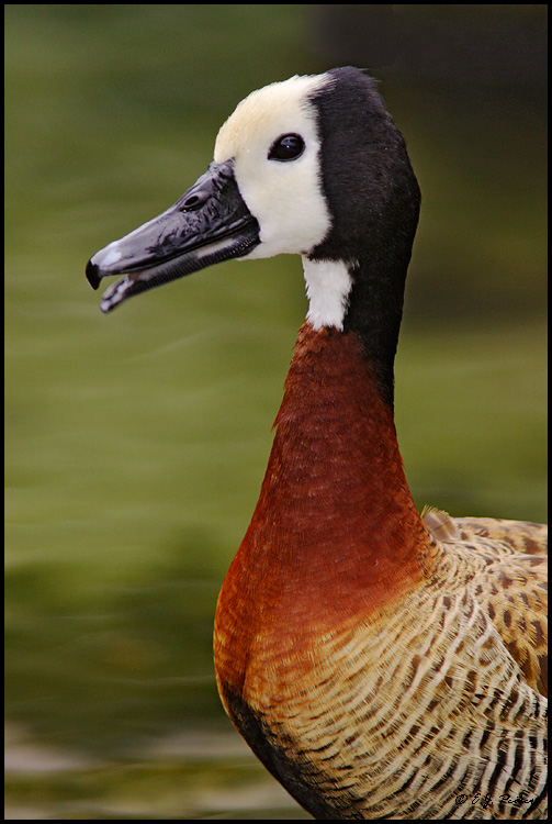 White-faced Whistling Duck, Lihue, HI