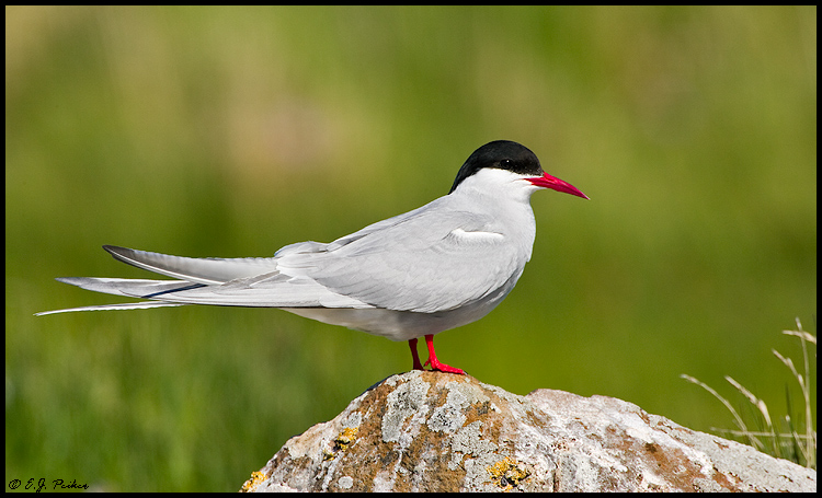 Arctic Tern, Iceland