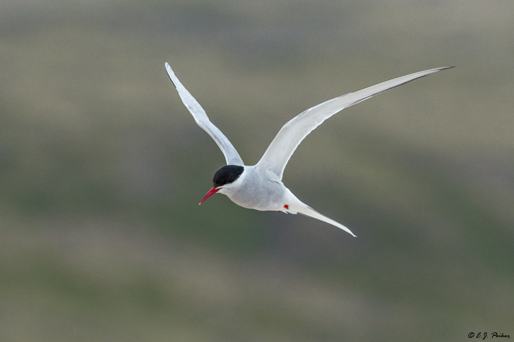 Arctic Tern, Iceland