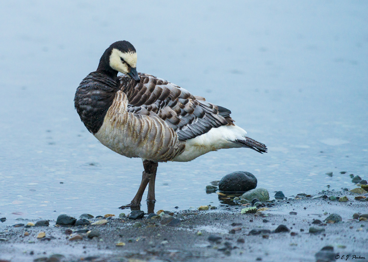 Barnacle Goose, Iceland