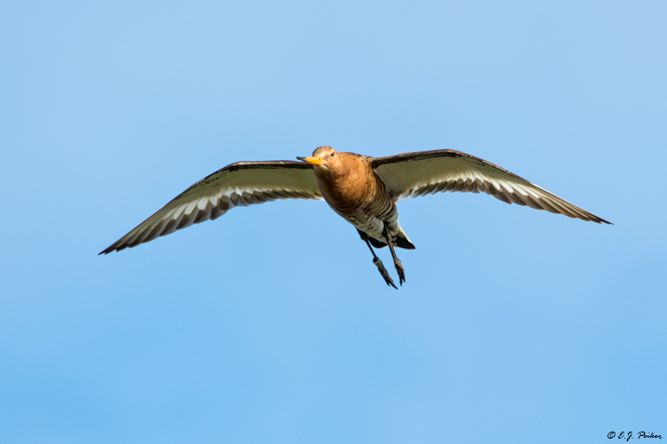 Black-tailed Godwit, Iceland
