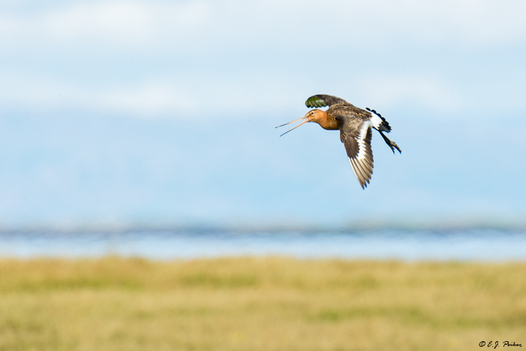 Black-tailed Godwit, Iceland