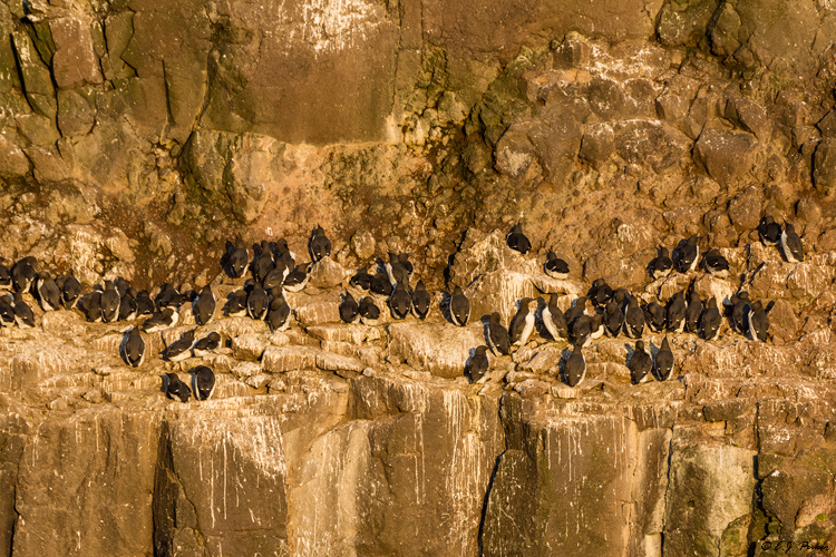 Common Murre, Iceland