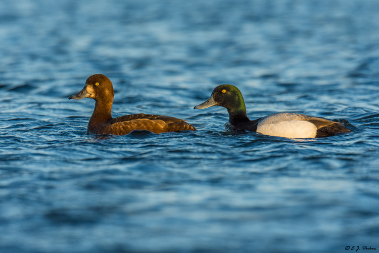 Greater Scaup, Iceland