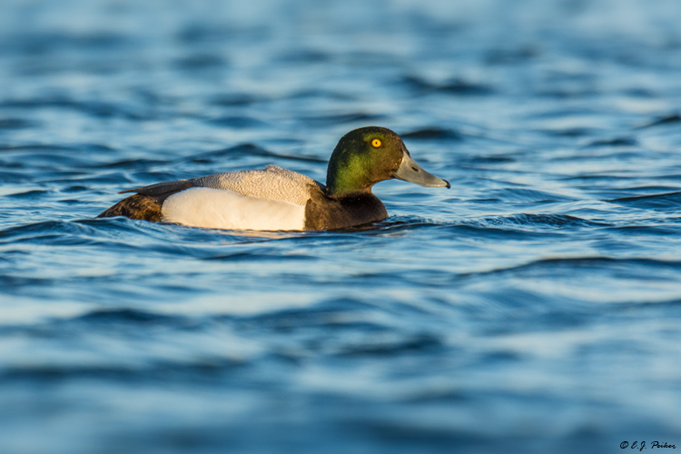 Greater Scaup, Iceland