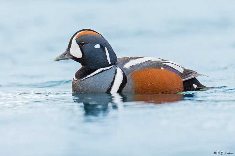 Harlequin Duck, Iceland