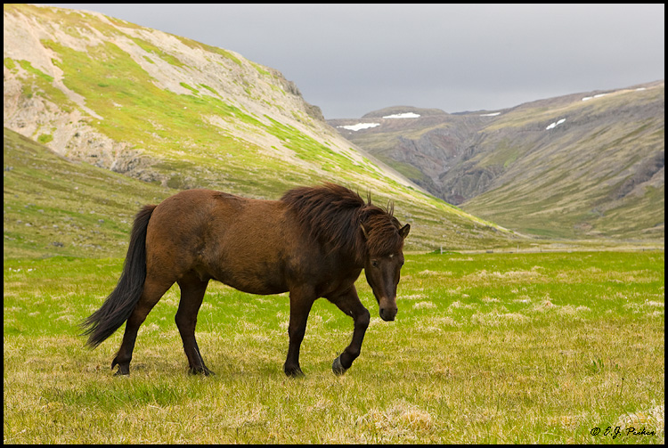 Iceland Horse, Iceland