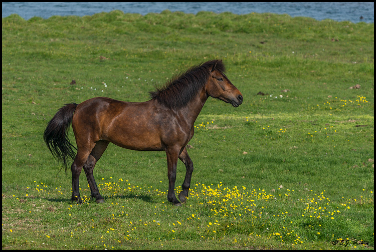 Iceland Horse, Iceland