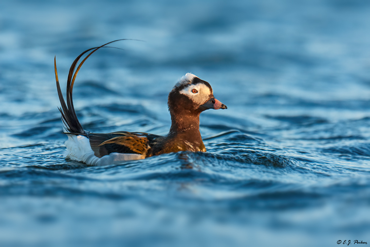 Long-tailed Duck, Iceland