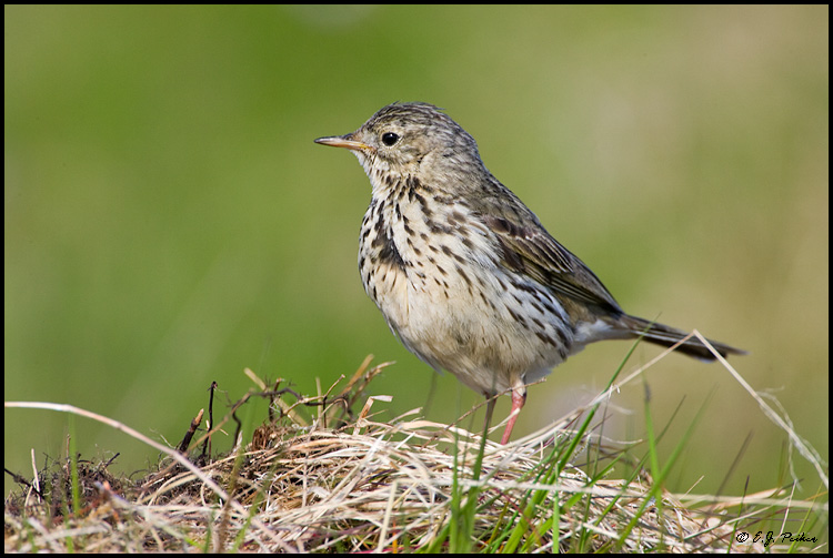 Meadow Pipit, Iceland