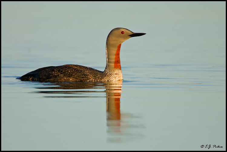 Red-throated Loon, Iceland