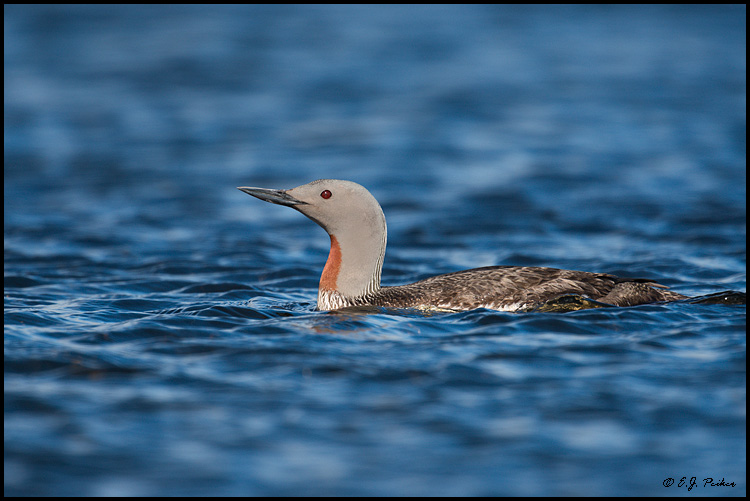 Red-throated Loon, Iceland