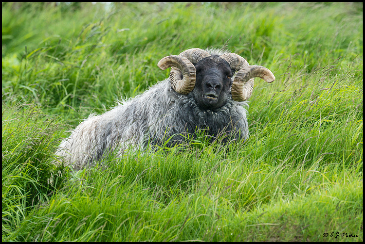 Iceland Sheep, Iceland