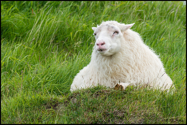 Iceland Sheep, Iceland