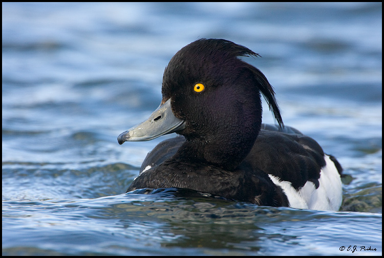 Tufted Duck, Iceland