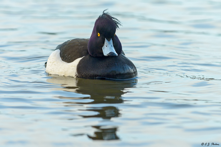 Tufted Duck, Iceland