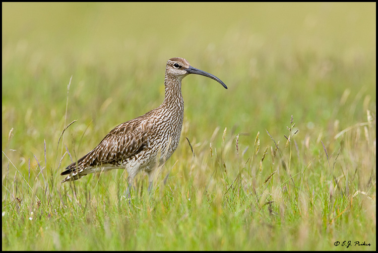 Whimbrel, Iceland